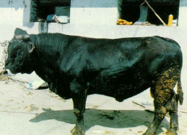 Toro Agerolese