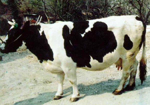Vaca Burlina