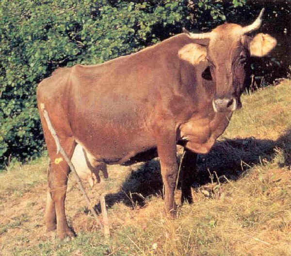 Vaca Cabannina