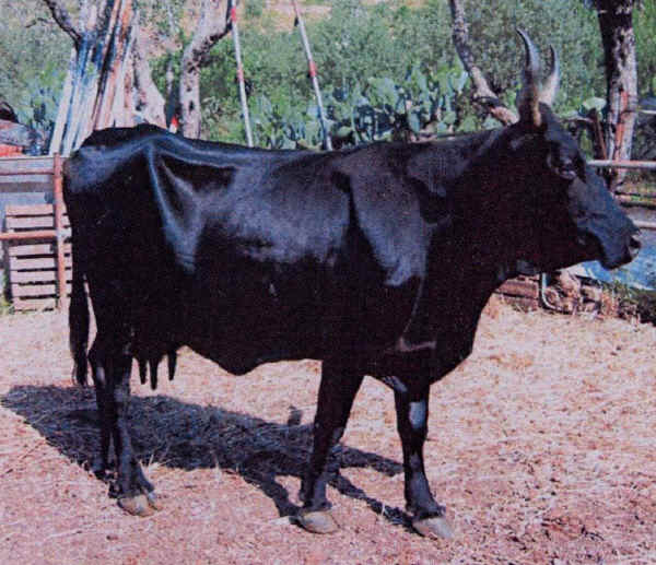 Vaca Cinisara