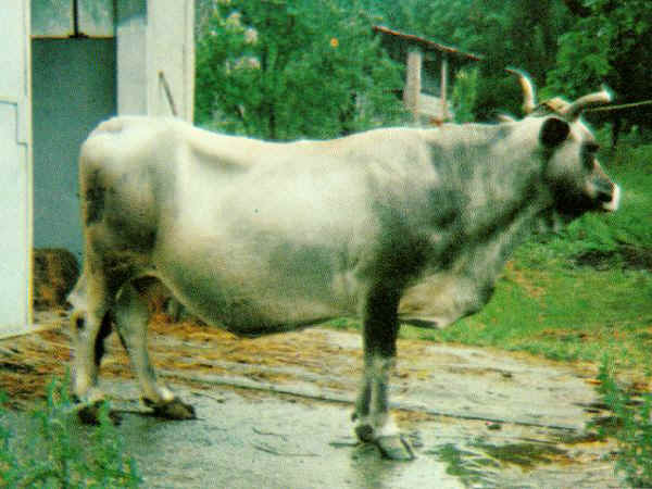 Vaca de raza Garfagnina