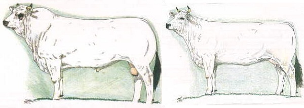 toro e vaca Marchigiana