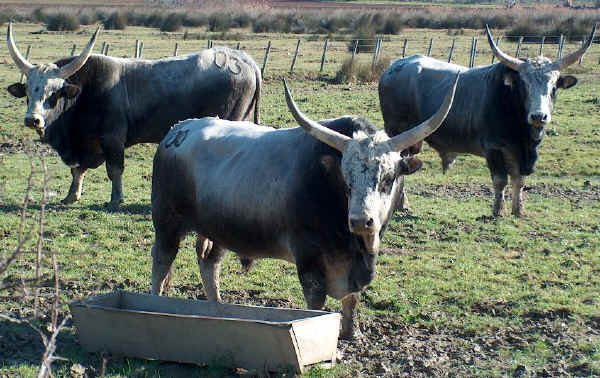 Toros de raza Maremmana