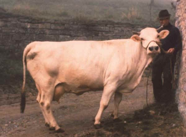 Vaca Modenese