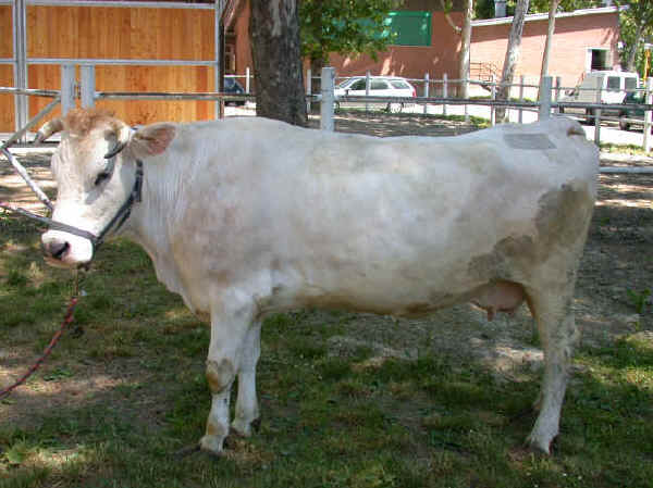 Vaca Modenese