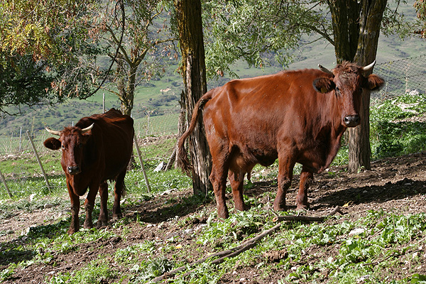 Vacas de raza Modicana