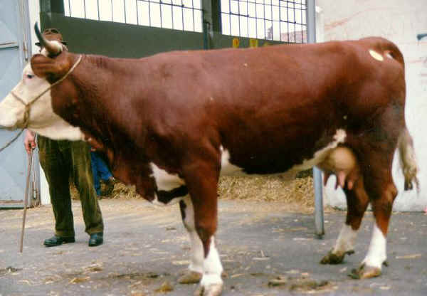 Vaca de raza Oropa