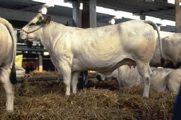 Vaca de raza Piemontese
