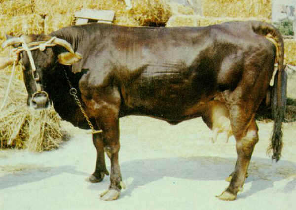 Vaca de raza Pisana