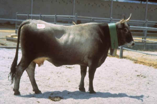 Vaca de raza Podolica