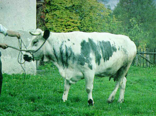 Vaca de raza Pustertaler 