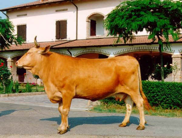 Vaca de raza Reggiana