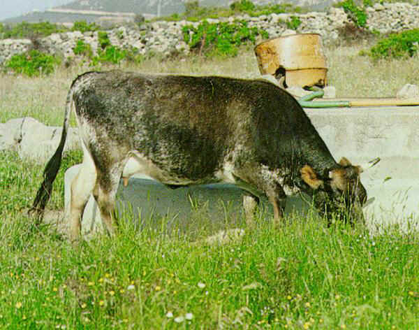 Vaca de raza Sarda