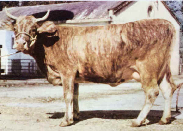 Vaca Sarda