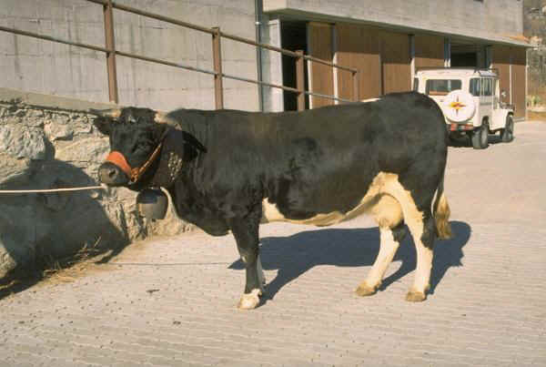 Vaca de raza Valdostana Pezzata Nera