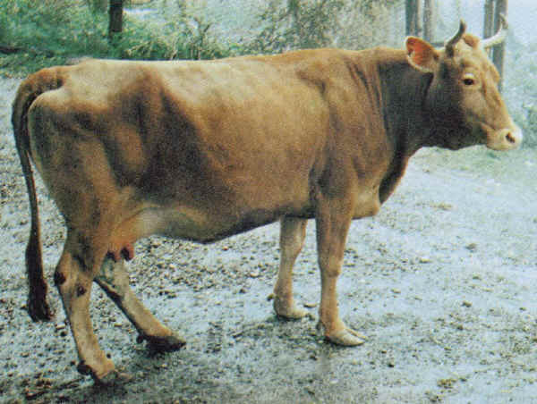 Vaca de raza Varzese o Tortonese