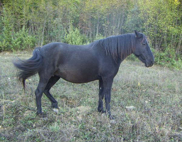 Pony de Monterufoli 