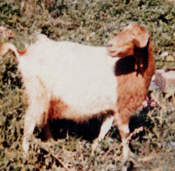 Valfortorina o cabra de Benevento