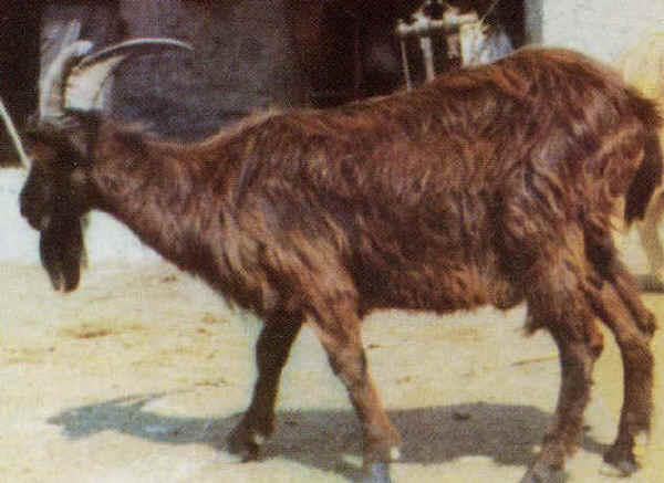 Cabra Lariana