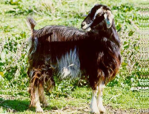 Valfortorina o cabra de Benevento