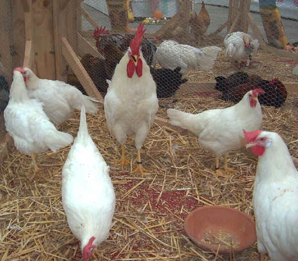 Gallo y gallinas de raza Livorno Blanca