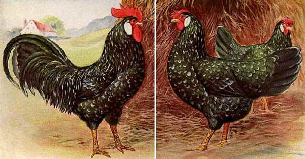 Gallo y gallina de raza Ancona
