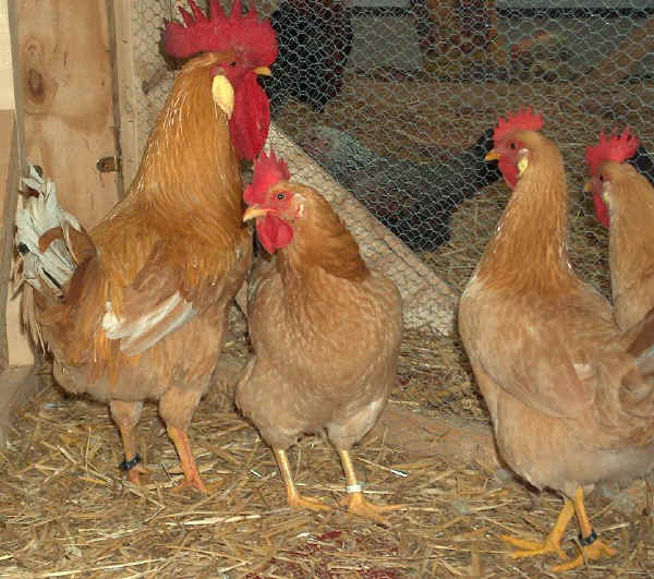 Gallo y gallinas de raza Rubia Piamontesa
