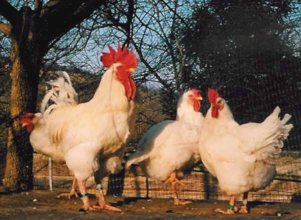 Gallo Valdarnés e gallinas