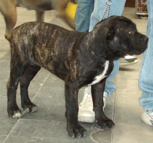 Cane Corso